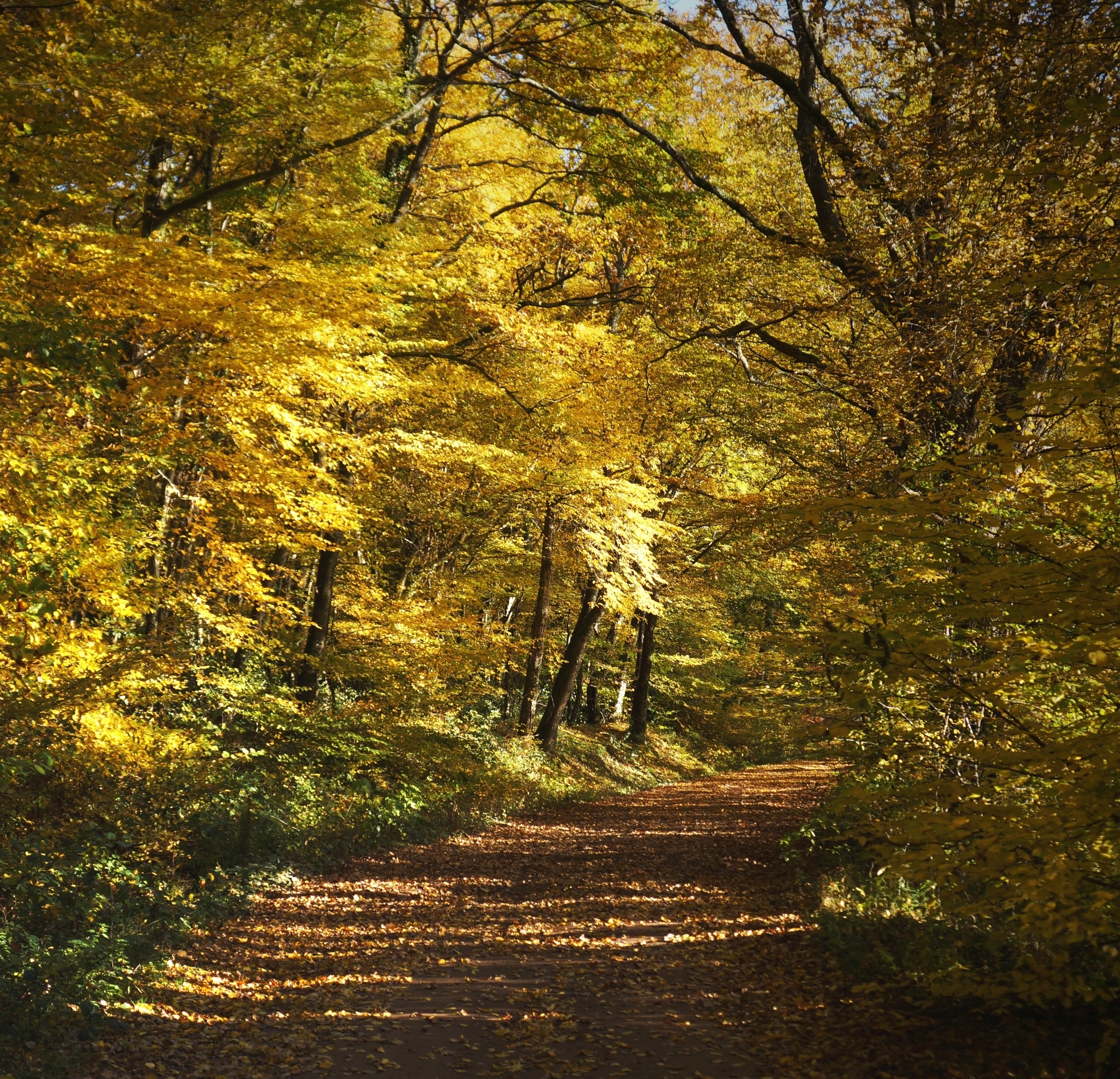 Arbres_de_la_Futaie_de_Colbert_en_Forêt_de_Tronçais_(03)